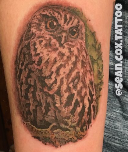 Mossy Forest Owl – New Westminster Realism
